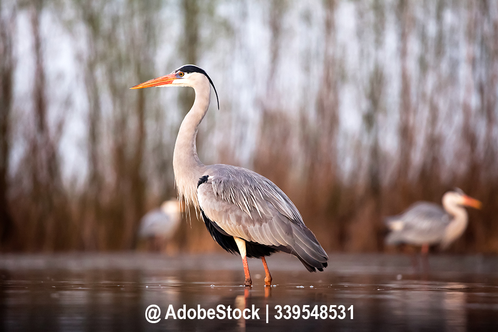 Der Fischreiher, Ardea cinerea Der Fischreiher, Ardea cinerea